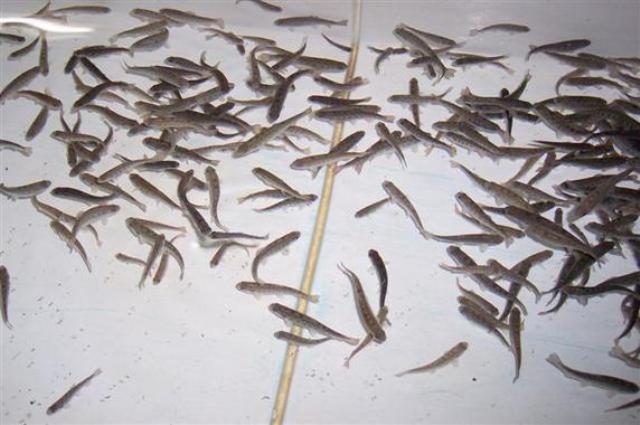 Los-peces-actuan-de-centinelas-de-la-calidad-de-agua_image_380 (1)